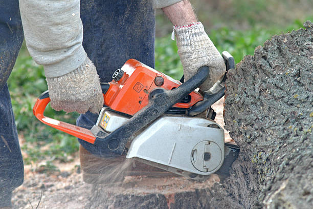 Reliable West Wyomissing, PA Tree Services Solutions